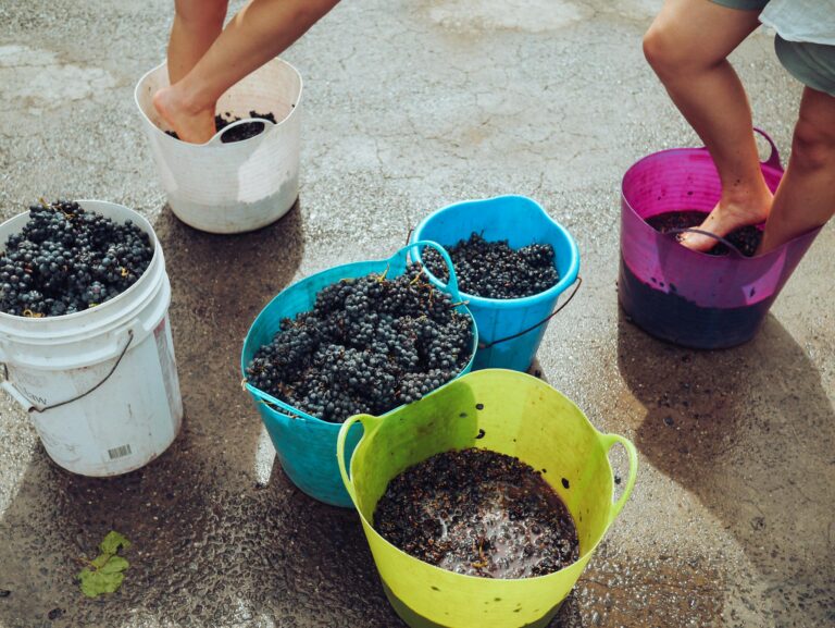 Buckets of grapes being traditionally stomped outdoors, part of the winemaking process.
