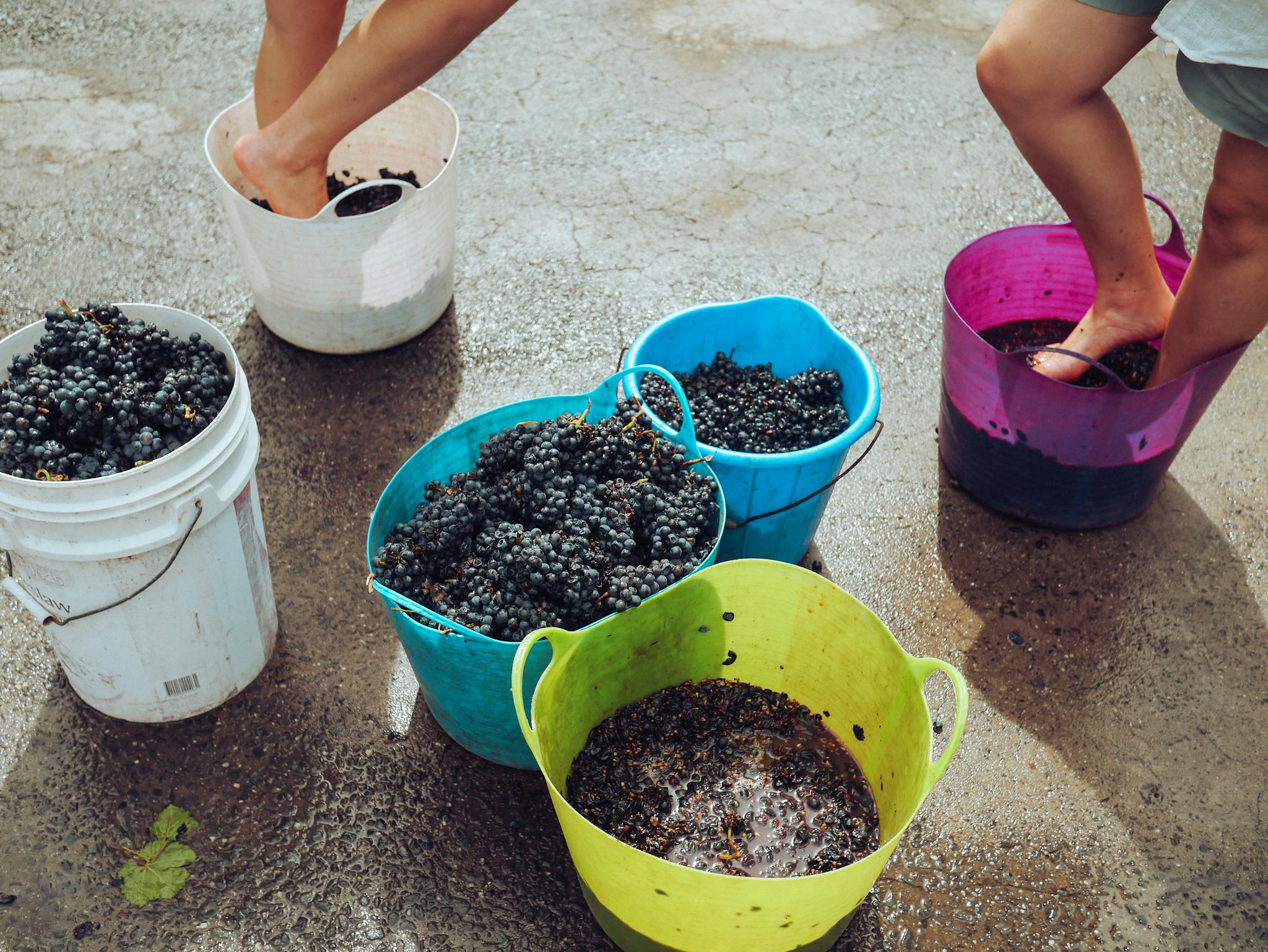 Buckets of grapes being traditionally stomped outdoors, part of the winemaking process.